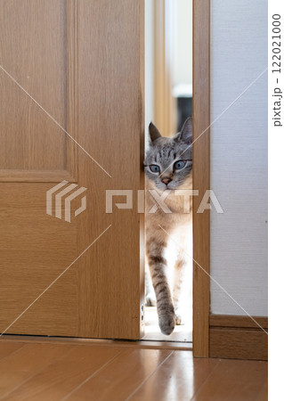 狭い場所を通る可愛い猫 シャムトラ猫 狭い場所を通る可愛い猫 シャムトラ猫 122021000