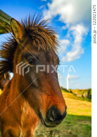 与那国馬 122021475