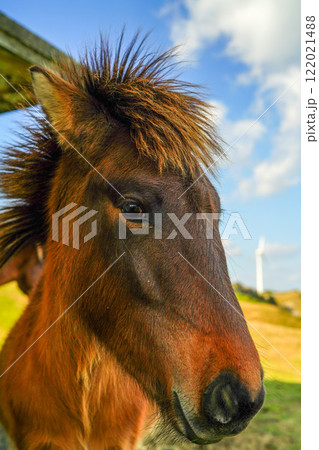 与那国馬 122021488