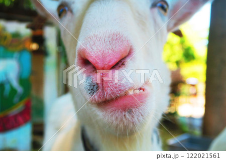 ヤギの顔のクローズアップ風景 122021561