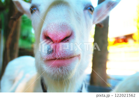 ヤギの顔のクローズアップ風景 122021562