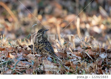 トラツグミ 122021683