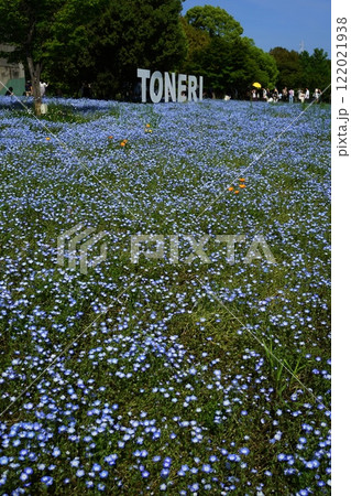 ネモフィラの青い花が咲く舎人公園　4月足立214ネモフィラとカリフォルニアポピー舎人公園 122021938