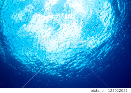 ミズンの群れ　小笠原 122022021