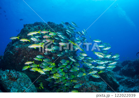 ヨスジフエダイの群れ　小笠原 122022039