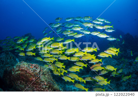ヨスジフエダイの群れ 小笠原 ヨスジフエダイの群れ 小笠原 122022040