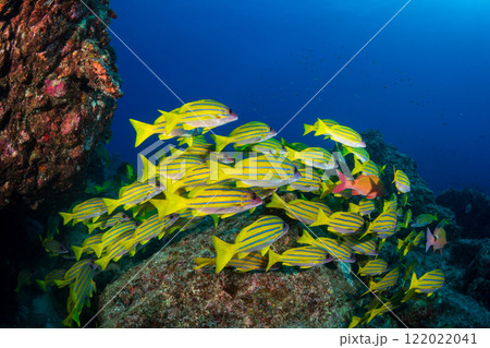 ヨスジフエダイの群れ　小笠原 122022041