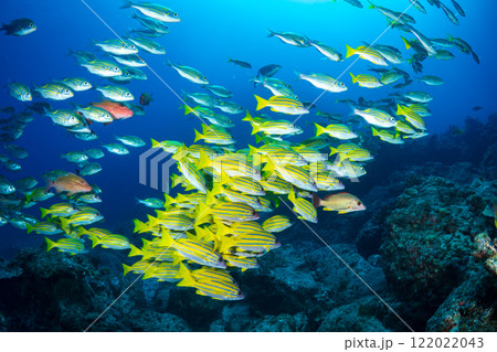 ヨスジフエダイの群れ　小笠原 122022043