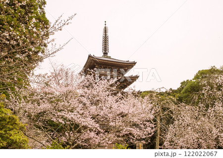 満開の桜に包まれた五重塔　桜咲く醍醐寺　京都の桜の名所　京都観光名所 122022067