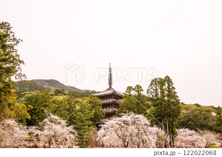 満開の桜と五重塔　桜咲く醍醐寺　京都の桜の名所　京都観光名所 122022068