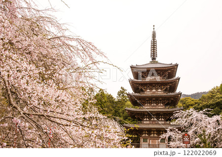 満開の桜に包まれた五重塔　桜咲く醍醐寺　京都の桜の名所　京都観光名所 122022069