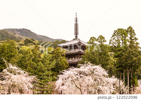 満開の桜と五重塔　桜咲く醍醐寺　京都の桜の名所　京都観光名所 122022096