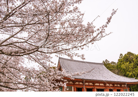 満開の桜と金堂　桜咲く醍醐寺　京都の桜の名所　京都観光名所 122022245