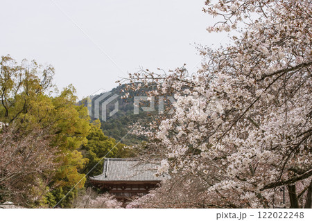 満開の桜と仁王門　桜咲く醍醐寺　京都の桜の名所　京都観光名所 122022248