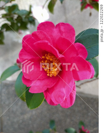 赤い山茶花の大輪 122022269