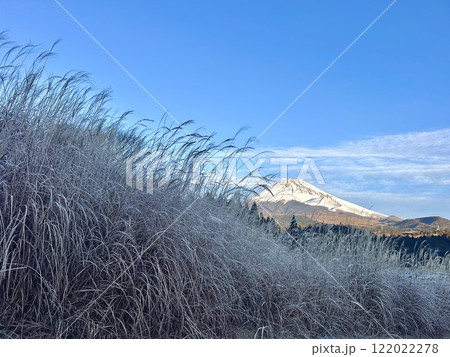 凍りつくススキ越しに見る富士山 凍りつくススキ越しに見る富士山 122022278