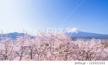 青空広がる新倉山浅間公園の春景色　満開の桜と富士山【山梨県・富士吉田市】 122022281