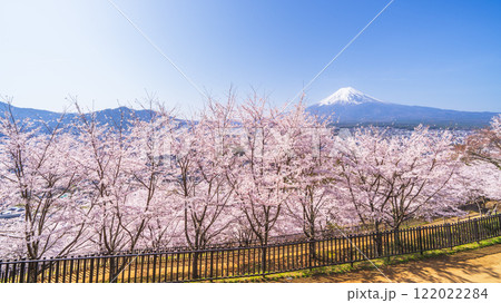 青空広がる新倉山浅間公園の春景色 満開の桜と富士山【山梨県・富士吉田市】 青空広がる新倉山浅間公園の春景色 満開の桜と富士山【山梨県・富士吉田市】 122022284