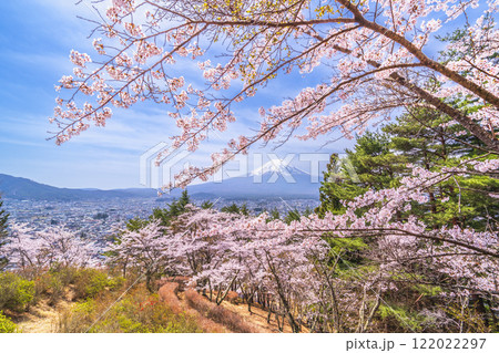 新倉山浅間公園の春景色　満開の桜と富士山【山梨県・富士吉田市】 122022297