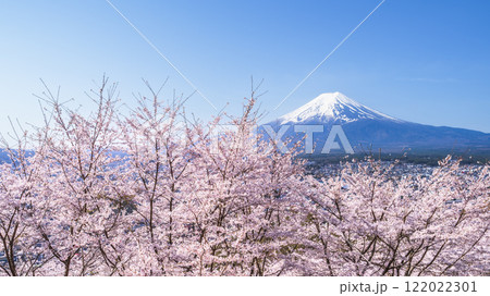 新倉山浅間公園の春景色　満開の桜と富士山【山梨県・富士吉田市】 122022301