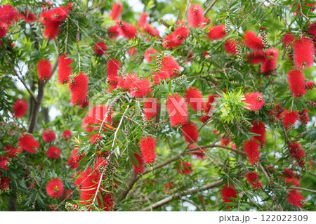 赤いブラシノキの花 赤いブラシノキの花 122022309