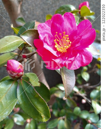 赤い山茶花の花と蕾① 122022350