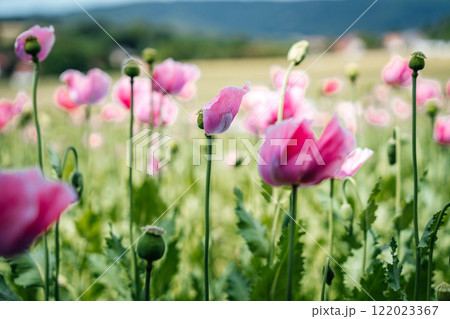 Close-up of pink poppy buds in the foreground swaying in the wind High quality photo 122023367