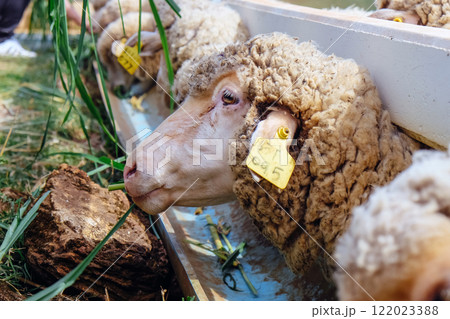 Sheep eating grass in a farm Sheep eating grass in a farm 122023388