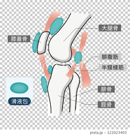 An easy-to-understand illustration of the bones, muscles, and bursa of the knee joint 122023403