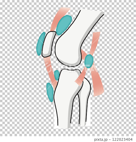 An easy-to-understand illustration of the bones, muscles, and bursa of the knee joint 122023404