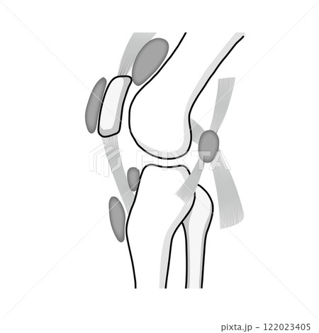 膝関節の骨と筋肉と滑液包をわかりやすく表したイラスト 122023405