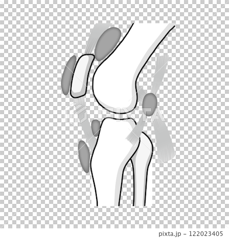 膝関節の骨と筋肉と滑液包をわかりやすく表したイラスト 122023405