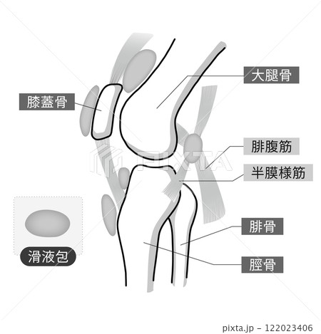 膝関節の骨と筋肉と滑液包をわかりやすく表したイラスト 122023406