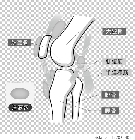 膝関節の骨と筋肉と滑液包をわかりやすく表したイラスト 122023406