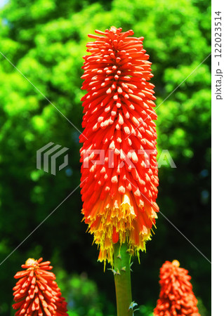 トリトマの花のある風景 トリトマの花のある風景 122023514