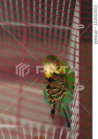 A small green and yellow bird preens its feathers inside a red and white cage. A small green and yellow bird preens its feathers inside a red and white cage. 122023815