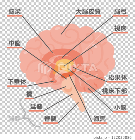 大腦結構圖2 122023886