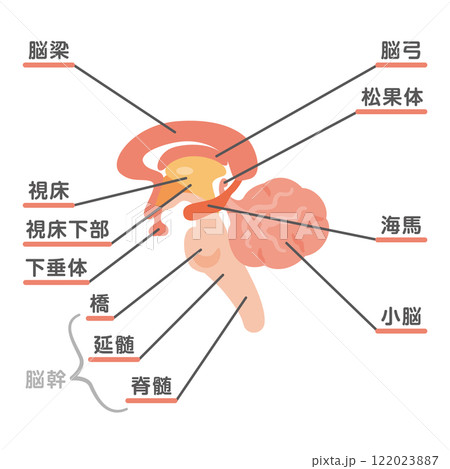 脳の構造イラスト3 脳の構造イラスト3 122023887