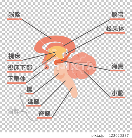 大腦結構圖3 122023887