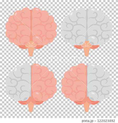 右脳と左脳のイラスト　前視点 122023892