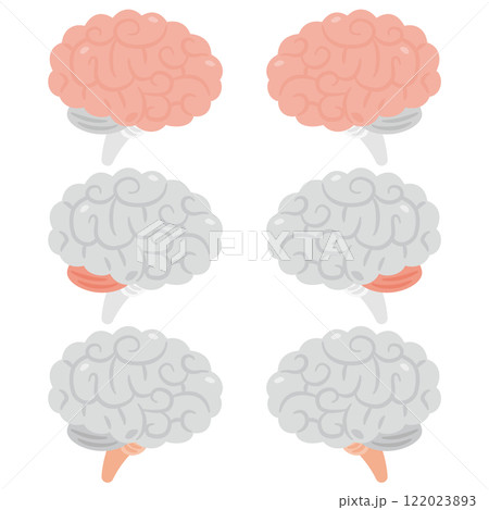 右脳と左脳のイラスト　横視点 122023893