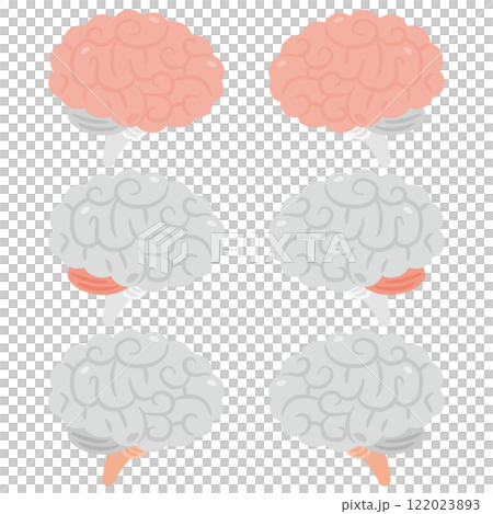 右脳と左脳のイラスト　横視点 122023893
