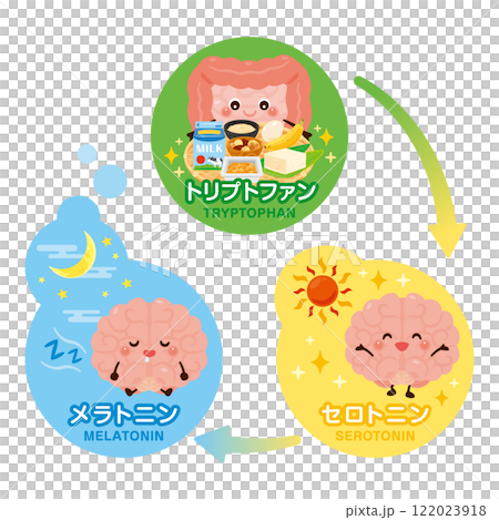 大腦和腸道特徵和良好睡眠週期的插圖 122023918