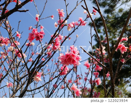 沖縄 松山公園の緋寒桜6 沖縄 松山公園の緋寒桜6 122023934
