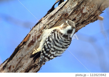 コゲラの背中　キツツキ 122023942