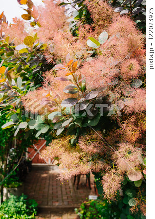 Branches of the flowering shrub Skumpia tannery 122023975