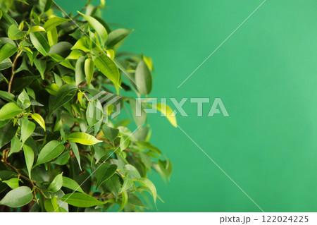 Green plant on green background. Space for text 122024225