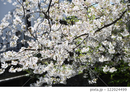 二ヶ領用水宿河原桜並木 二ヶ領用水宿河原桜並木 122024499