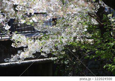 二ヶ領用水宿河原桜並木　 122024500