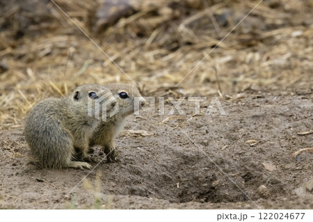 Ground squirrel colony (Syslovisko Biele vody), National park Muranska Planina, Slovakia Ground squirrel colony (Syslovisko Biele vody), National park Muranska Planina, Slovakia 122024677